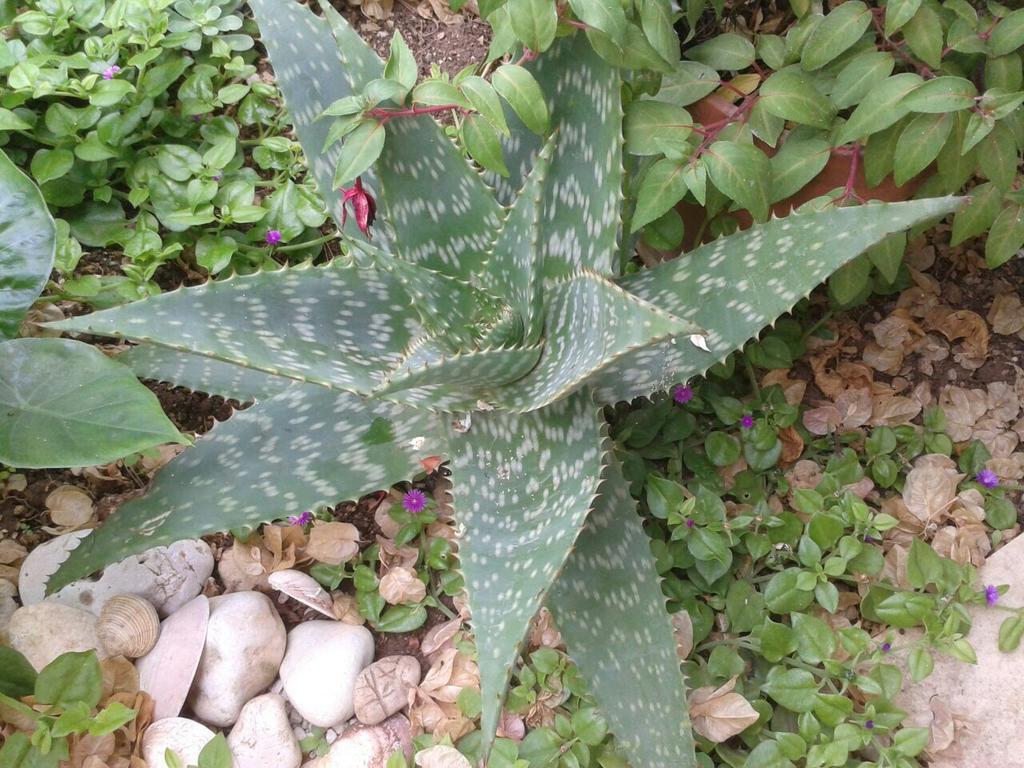 Apartment Cactus Donji Okrug  Zewnętrze zdjęcie